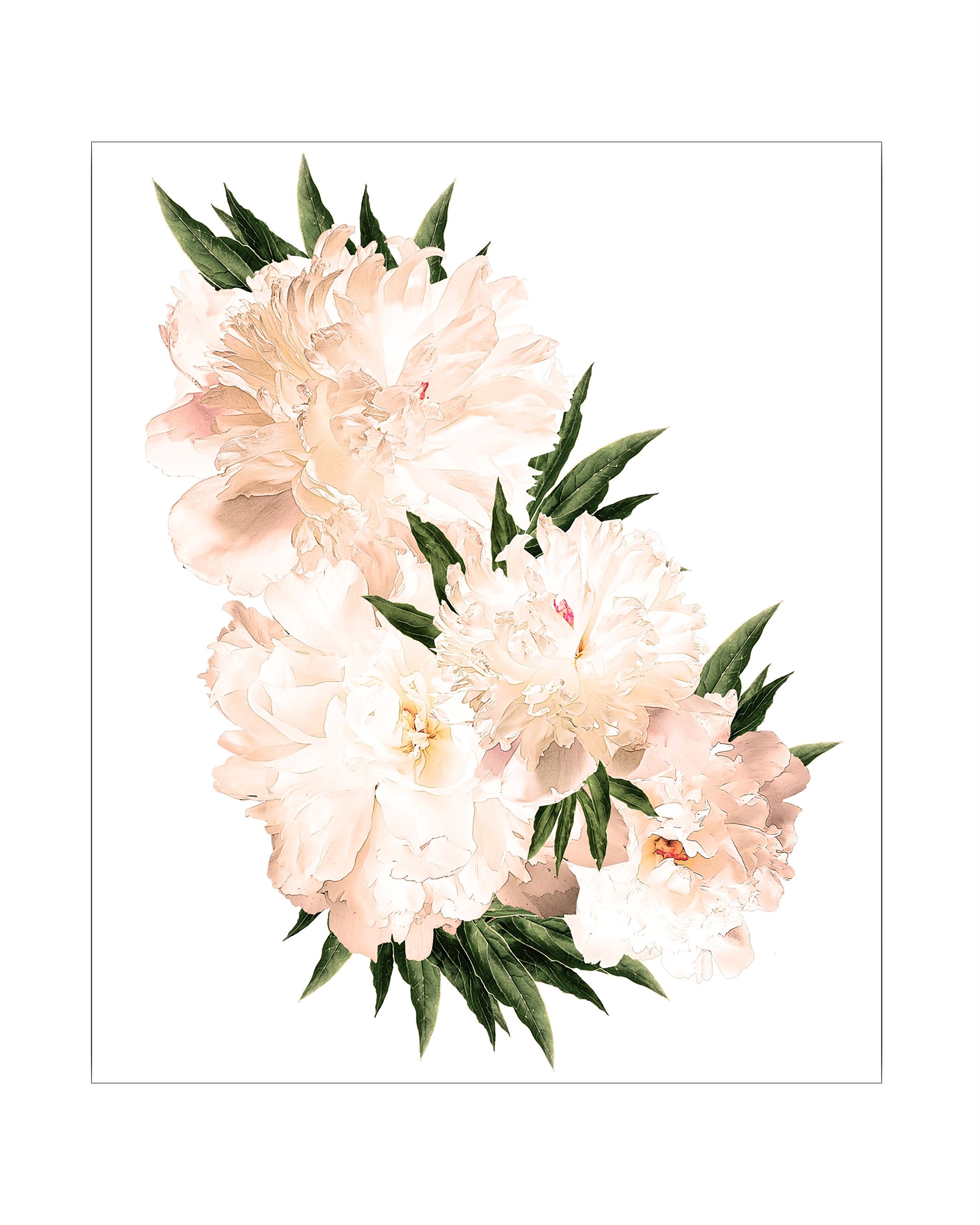 Sticker Fleurs de pivoine